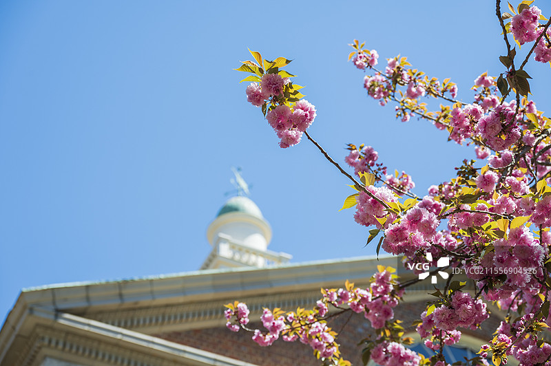 美国杜克大学春天的校园和花园图片素材