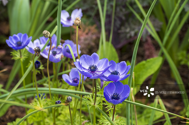 美国杜克大学春天的校园和花园图片素材