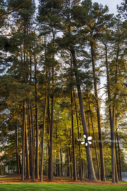 美国北卡罗来纳州的森林图片素材