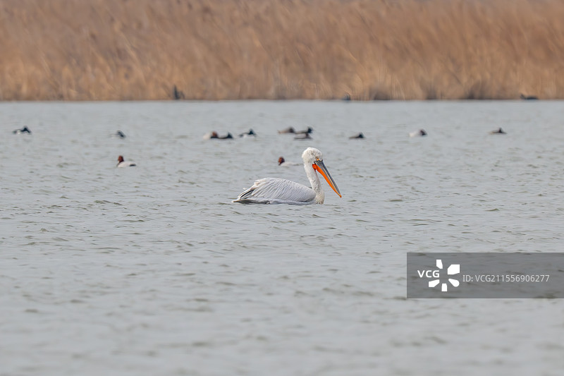 卷边鹈鹕图片素材