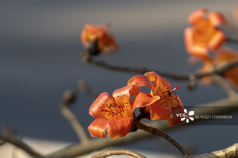 红棉花（木棉花）图片素材