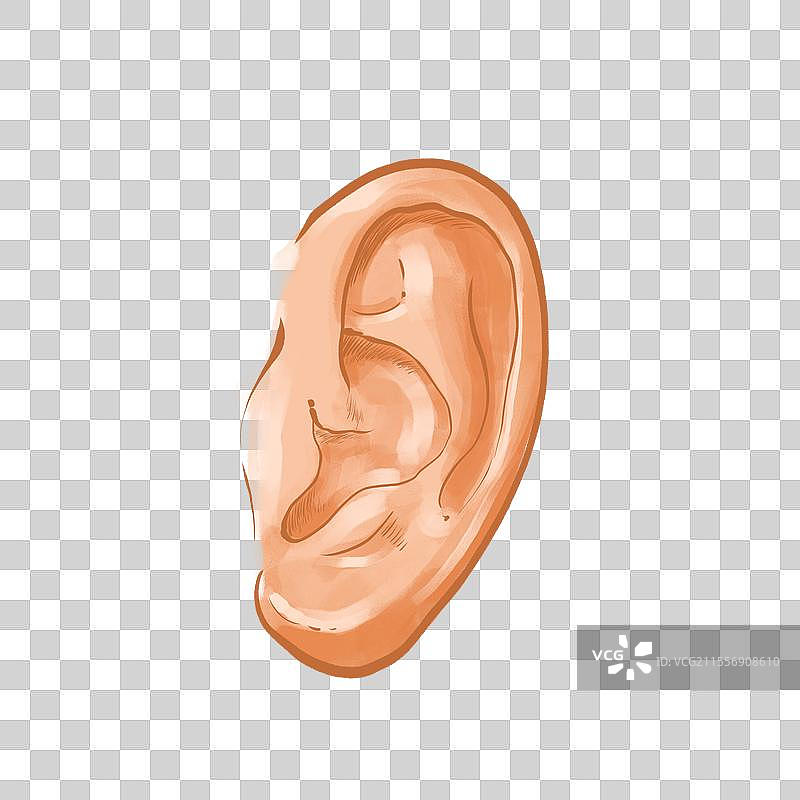 卡通手绘器官耳朵耳廓图片素材