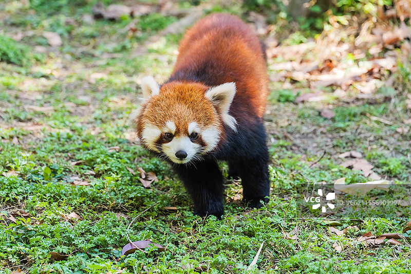 侧耳倾听的小熊猫图片素材