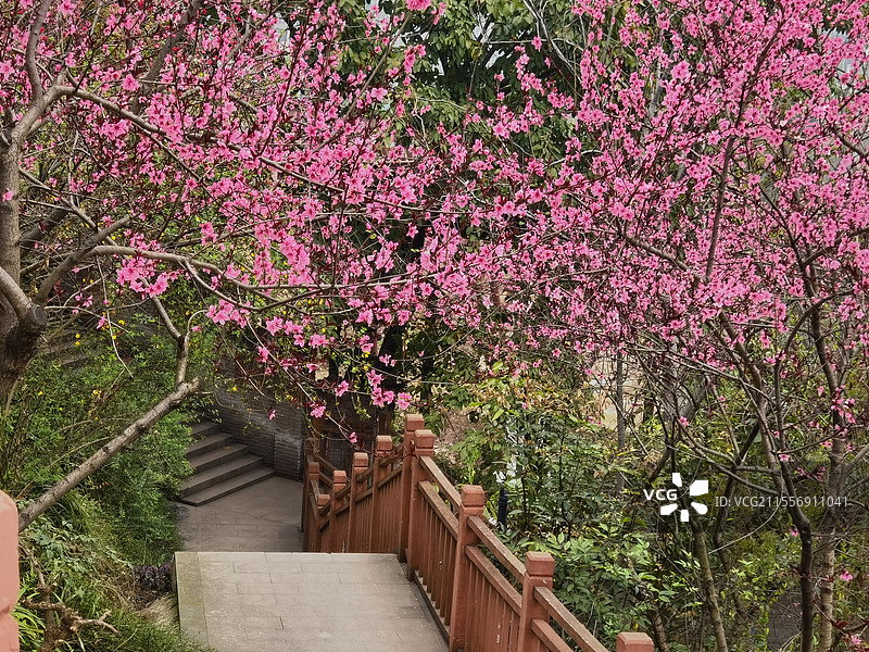 桃花小道图片素材