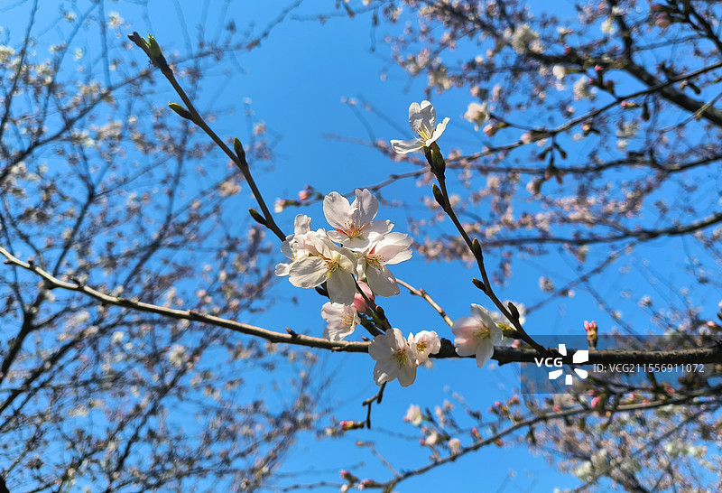 常州新北区樱花一角图片素材
