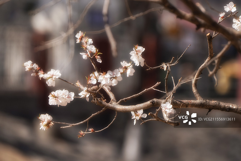 北京十里堡桃花溪 春天 山桃花图片素材
