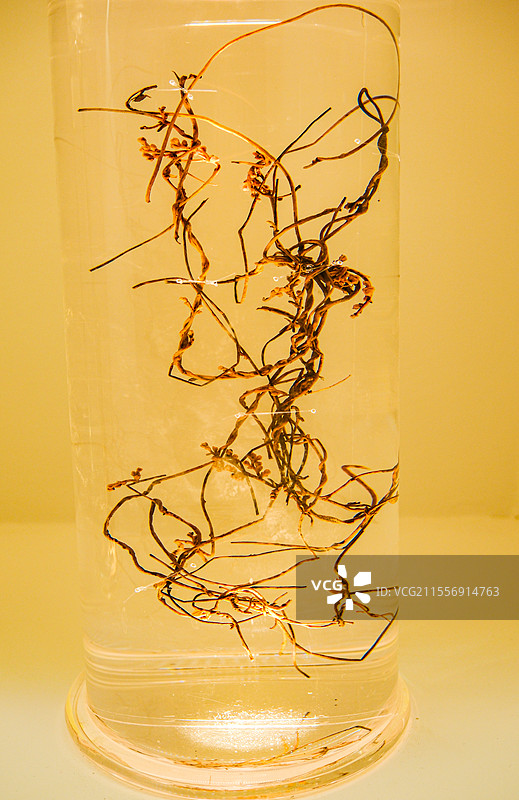 贵州中草药文化，贵州中草药标本，中草药，中药，药食同源图片素材