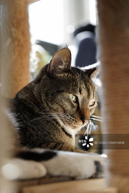 猫坐在户外的特写镜头图片素材