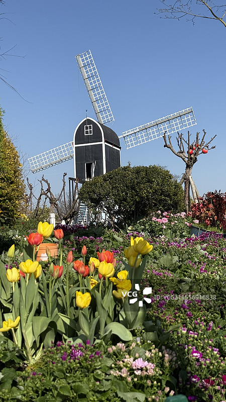 盐城荷兰花海风车郁金香图片素材