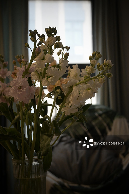 居家风信子的鲜切花图片素材