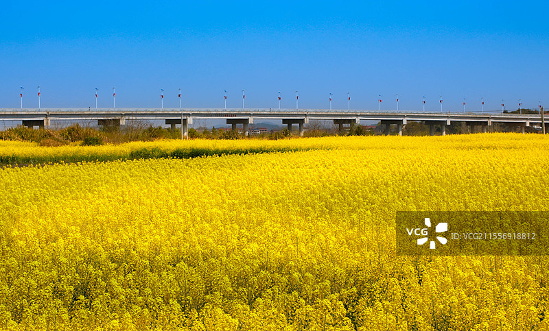 油菜花浪图片素材