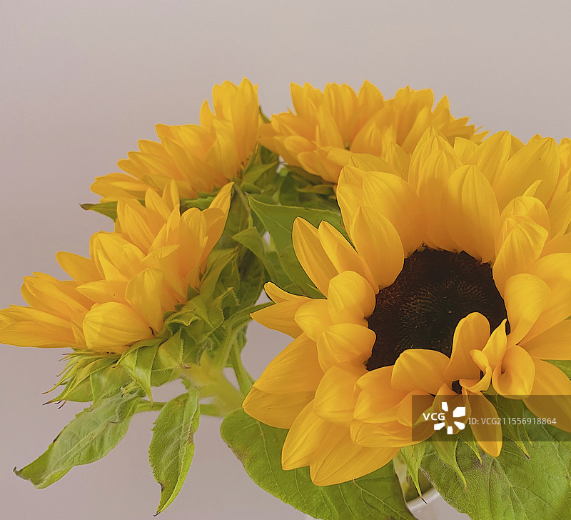 向日葵特写图片素材