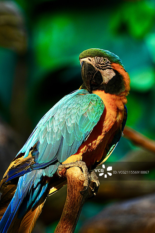 杭州野生动物世界 金刚鹦鹉图片素材