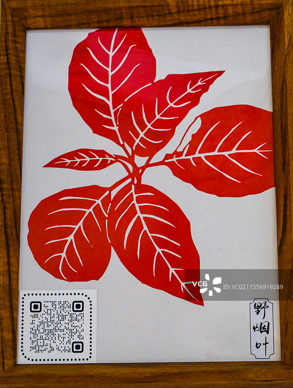 贵州中草药文化，贵州中草药标本，中草药，中药，药食同源，贵州中草药剪纸，剪纸艺术图片素材