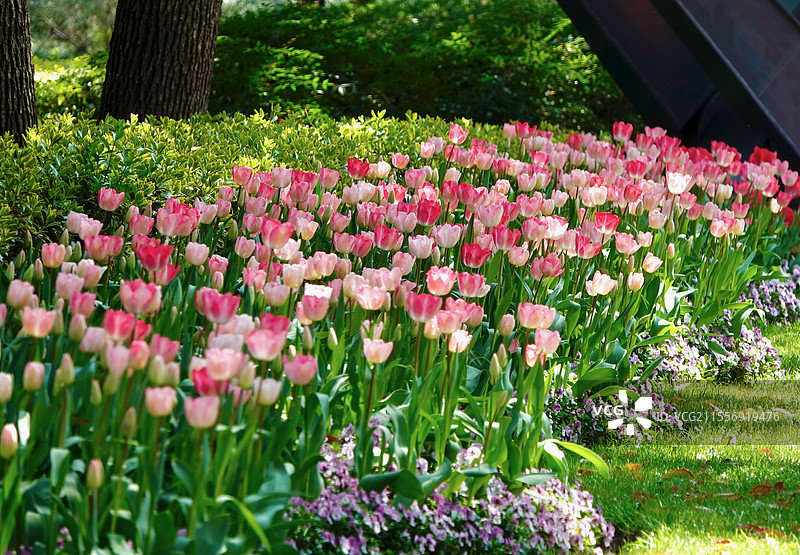 上海徐家汇公园春日粉色郁金香花海图片素材