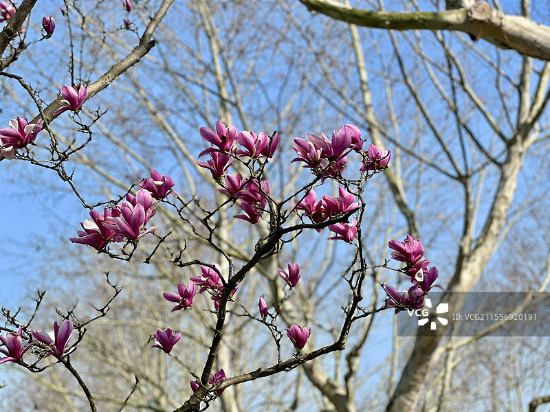 玉兰-上海世纪公园图片素材