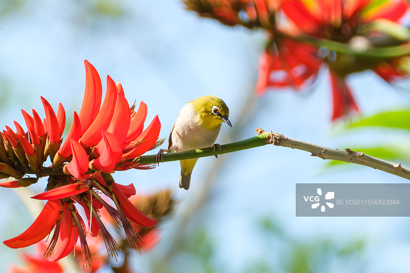 绣眼鸟站在刺桐花（刺桐树）枝上：泉州市市花，别名海桐、山芙蓉、空桐树、木本象牙红，厦门五缘湾湿地公园图片素材
