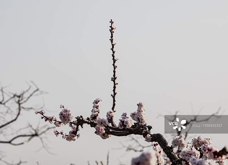 陕西渭南富平县曹村镇杏花谷老杏树开花图片素材