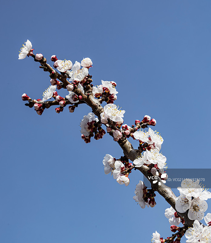 陕西渭南富平县曹村镇杏花谷老杏树开花图片素材