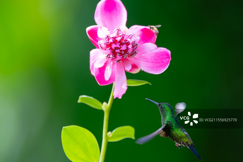 准备吸食花蜜的灰腹蜂鸟图片素材