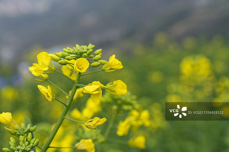 油菜花，春天，花，花田图片素材