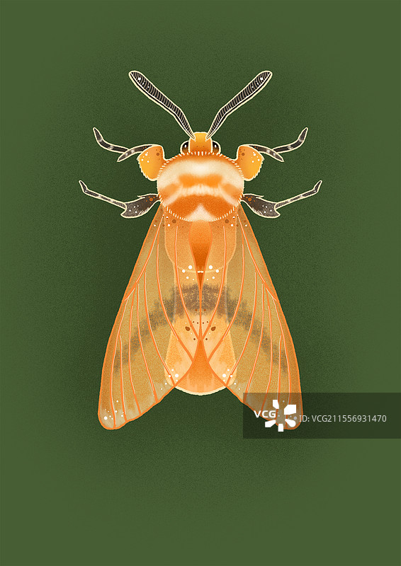 玫瑰貂蛾图片素材