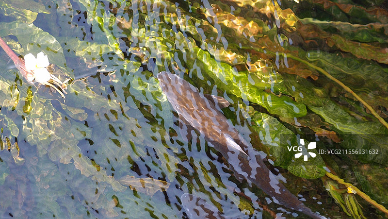 游鱼图片素材