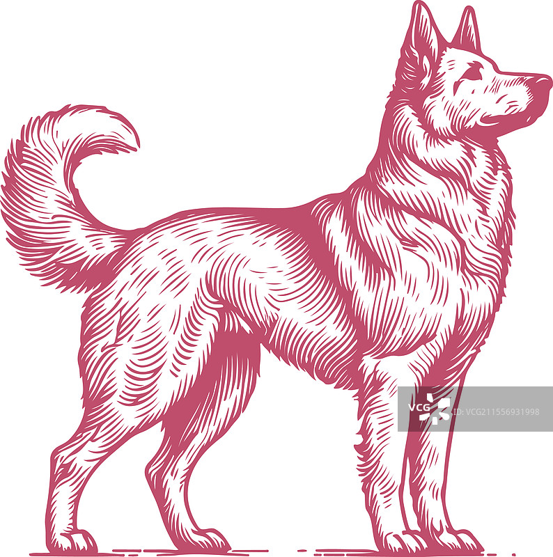 复古风格的高贵犬站立姿势图片素材