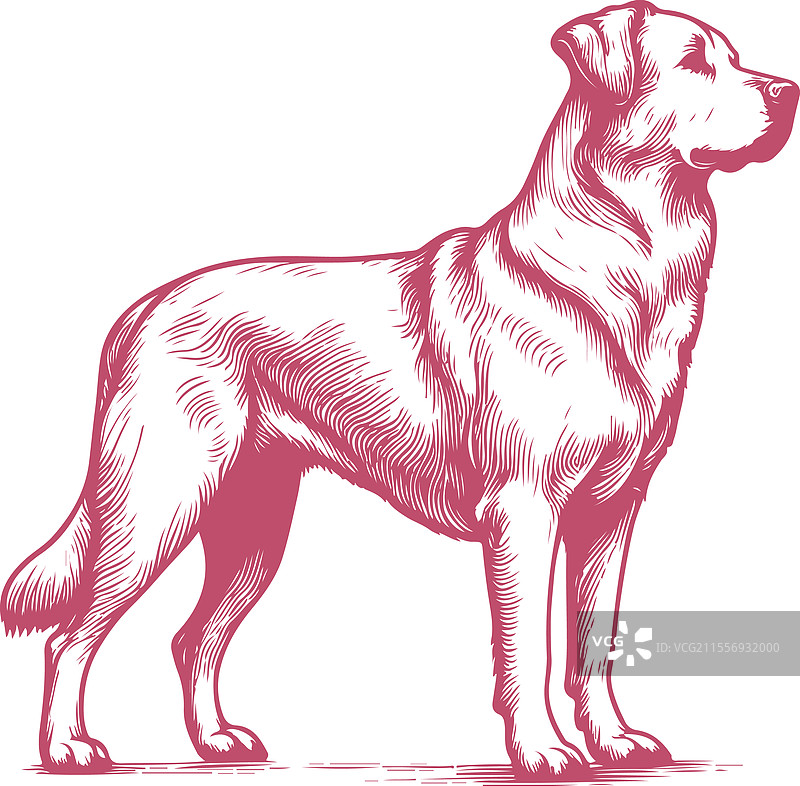 复古风格的站立拉布拉多犬详细特写图片素材