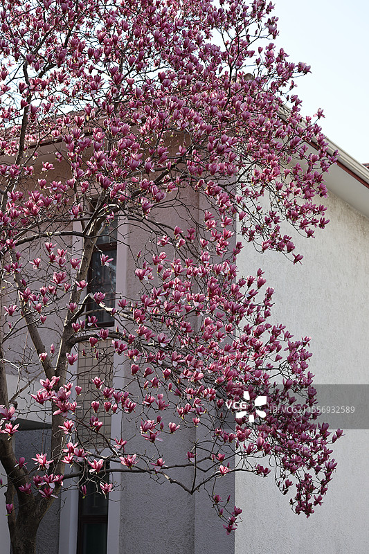 复旦大学校园一景--玉兰花开图片素材