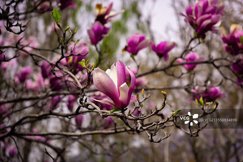 玉兰花开图片素材