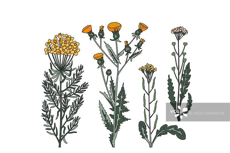 孤立的植物和花卉植物标本合集图片素材