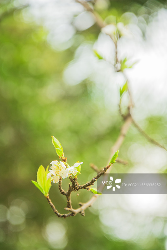 春天的绿色叶子图片素材
