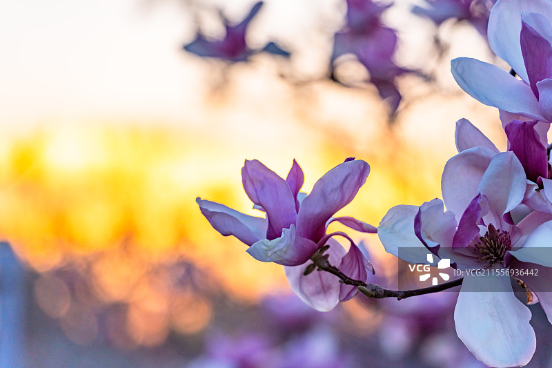 春天玉兰花盛开图片素材