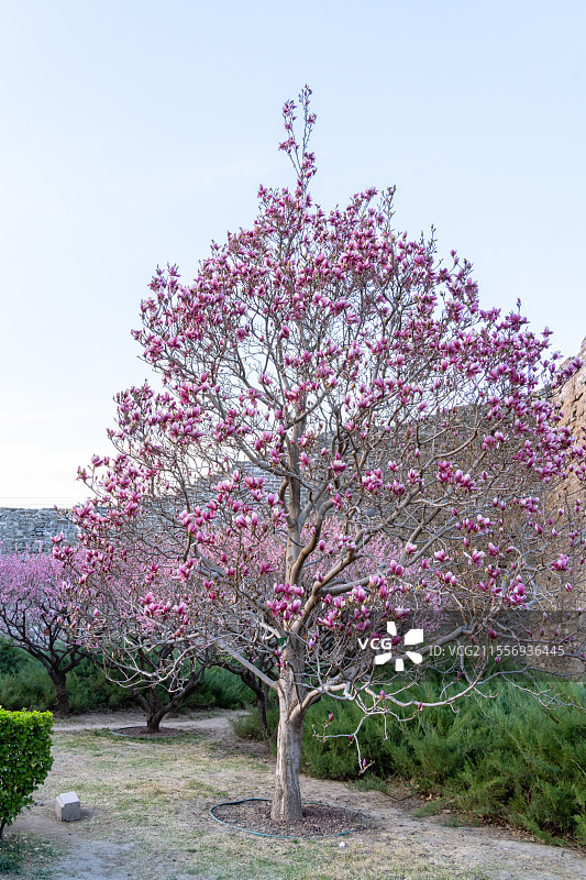 春天玉兰花盛开图片素材