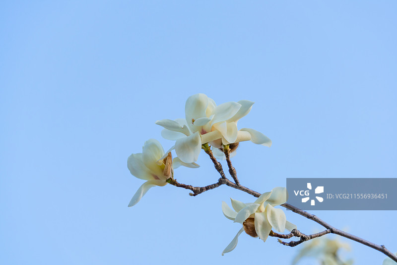 春天玉兰花盛开图片素材