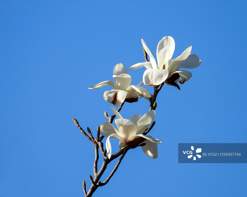 晴天时，蓝天下的白色玉兰花特写图片素材