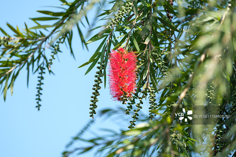蓝天下的垂枝红千层（串钱柳）的花和树叶特写，厦门五缘湾湿地公园图片素材
