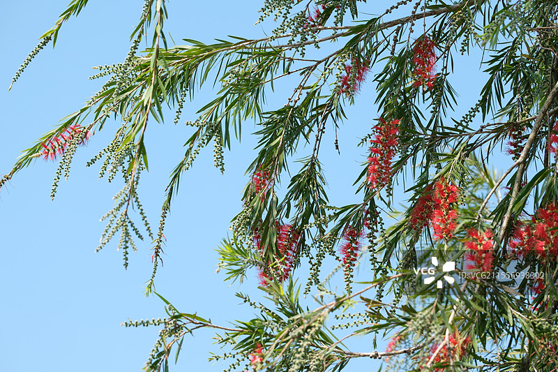 蓝天下的垂枝红千层（串钱柳）的花和树叶特写，厦门五缘湾湿地公园图片素材