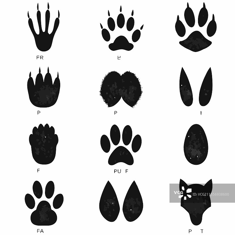 野生动物详细足迹图表图片素材