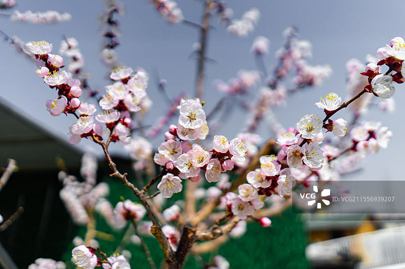 中国野生植物拍摄主题，特写拍摄春天的杏树和一簇白色的杏花，户外白昼无人图像摄影图片素材