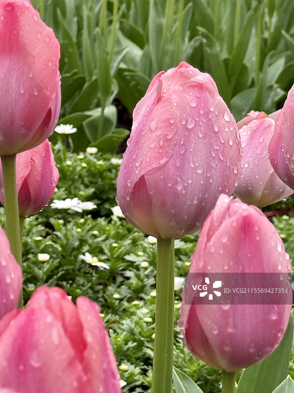 含苞待放图片素材