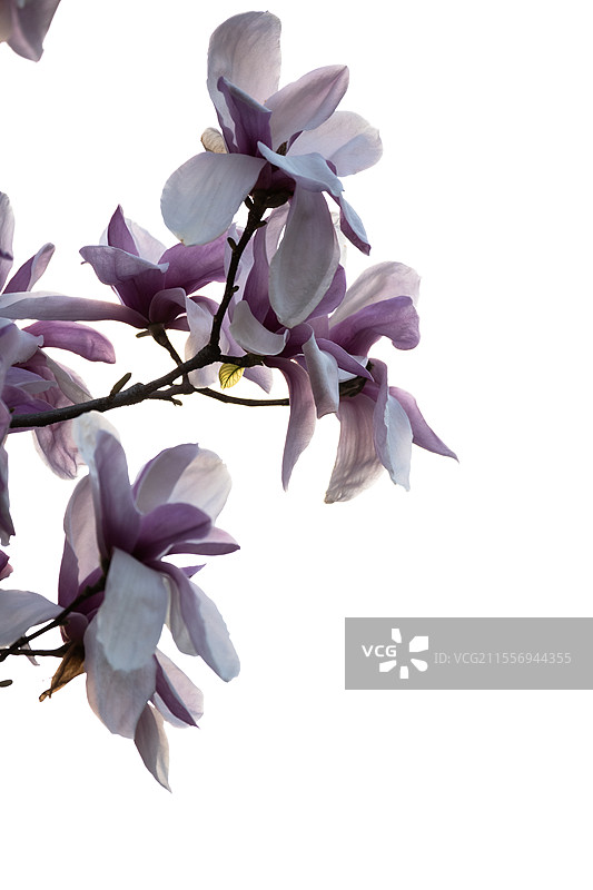 玉兰花特写图片素材