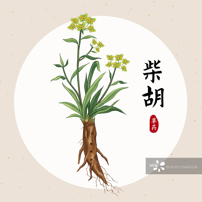 中国传统文化中医养生中草药药材医疗用品之柴胡图片素材