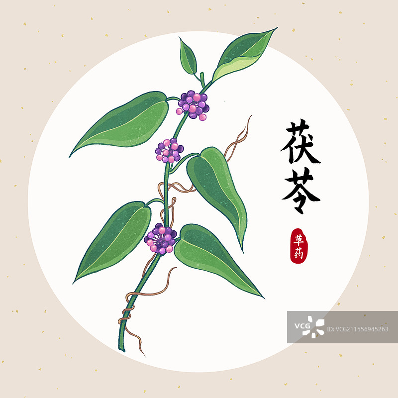 中国传统文化中医养生中草药药材医疗用品之茯苓图片素材