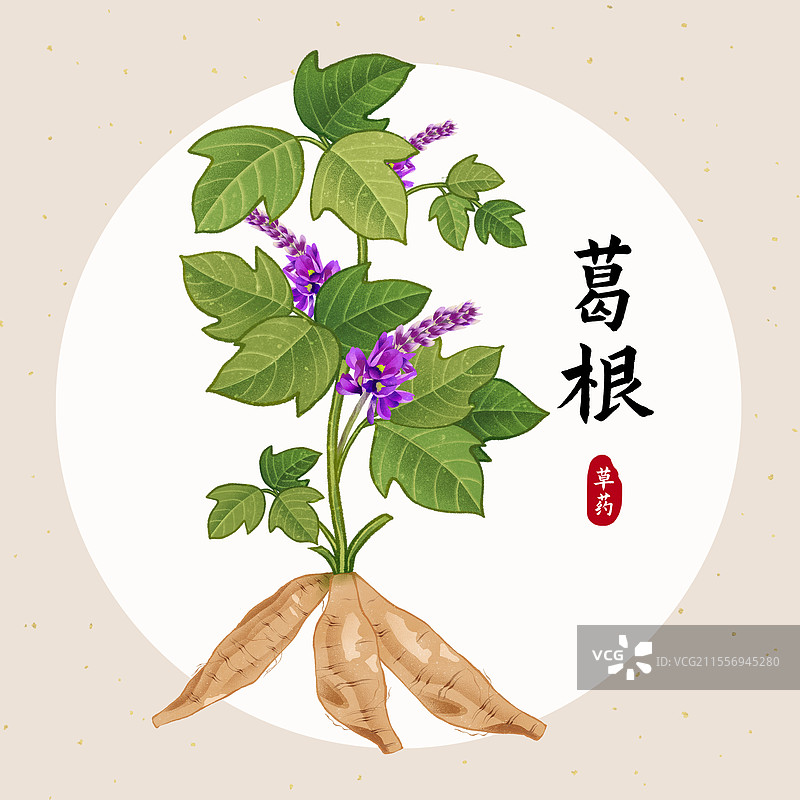 中国传统文化中医养生中草药药材医疗用品之葛根图片素材