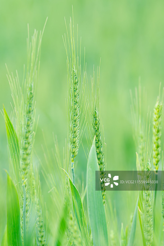 麦田里的麦穗图片素材