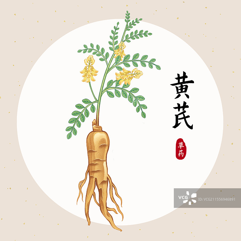 中国传统文化中医养生中草药药材医疗用品之黄芪图片素材