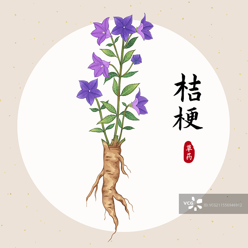 中国传统文化中医养生中草药药材医疗用品之桔梗图片素材