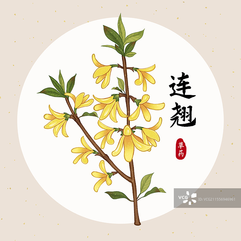 中国传统文化中医养生中草药药材医疗用品之连翘图片素材